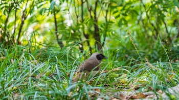 The park and the adjacent river attracts large numbers of birds. Here a Masked Laughing-thrush searches in the grass.